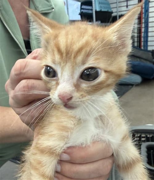 TYLUNG - Domestic Short Hair available for adoption