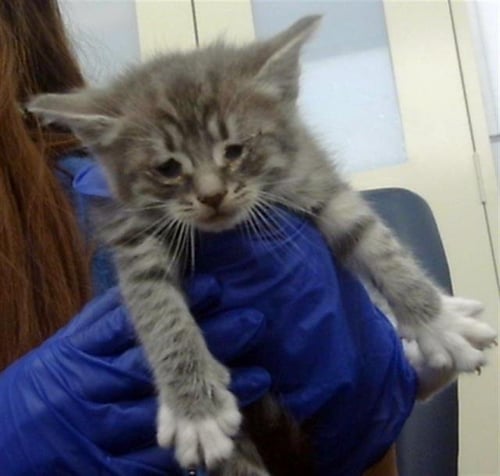BRYCE - Domestic Short Hair available for adoption