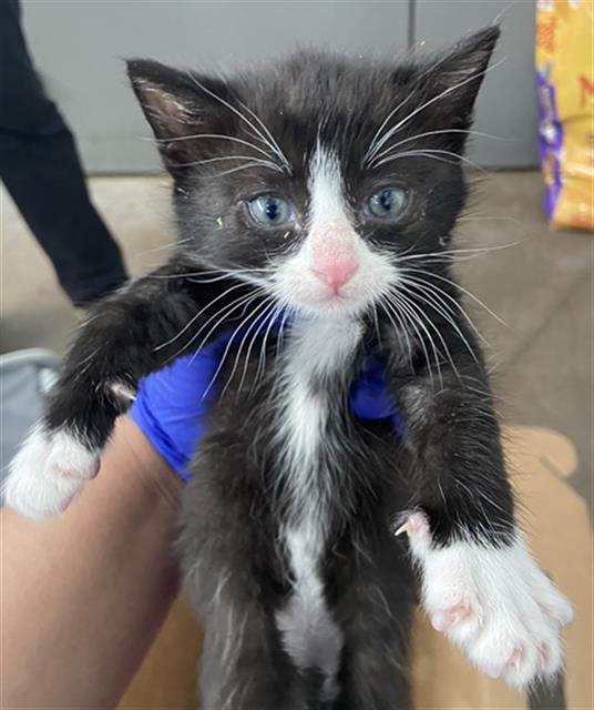 TUX Image