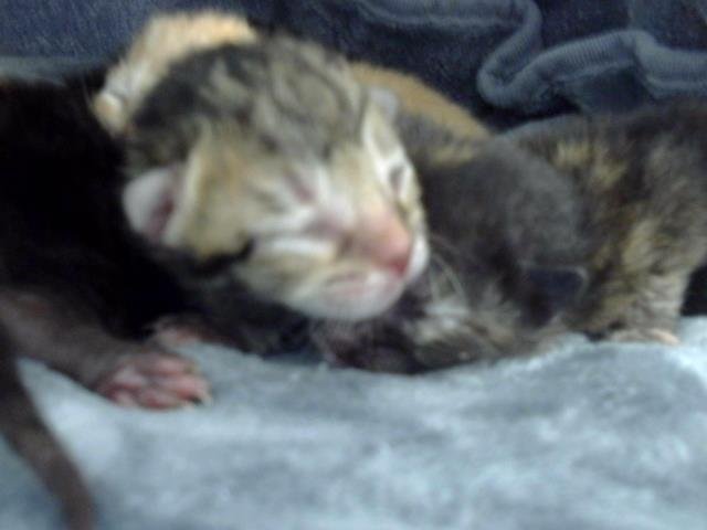 PAPAYA - Domestic Medium Hair available for adoption
