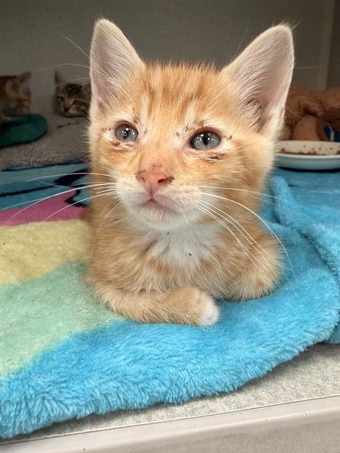 PHOENIX - Domestic Short Hair available for adoption