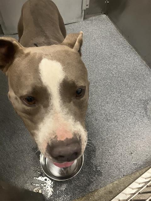 CASH - Pit Bull Terrier available for adoption