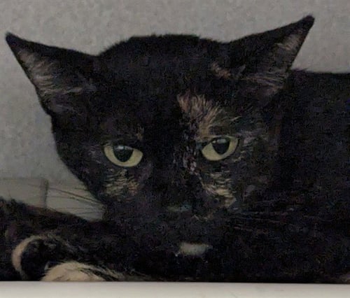 NINA - Domestic Short Hair available for adoption