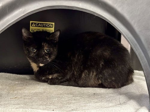 NINA - Domestic Short Hair available for adoption