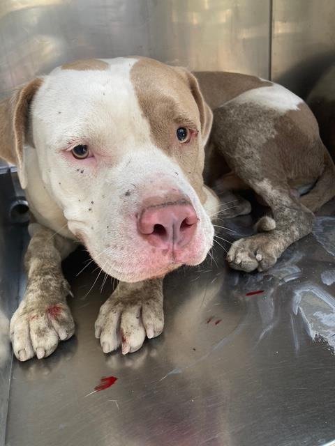 ALASKA - Pit Bull Terrier available for adoption