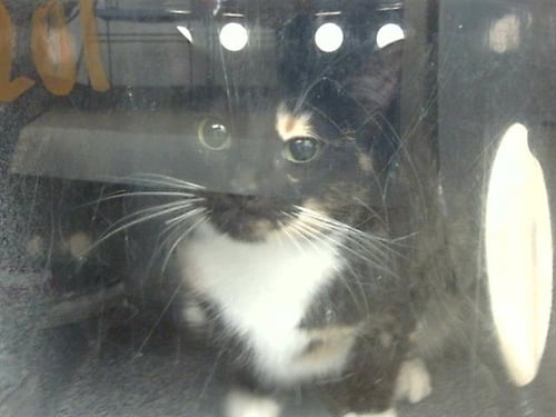 NEBULA - Domestic Short Hair available for adoption