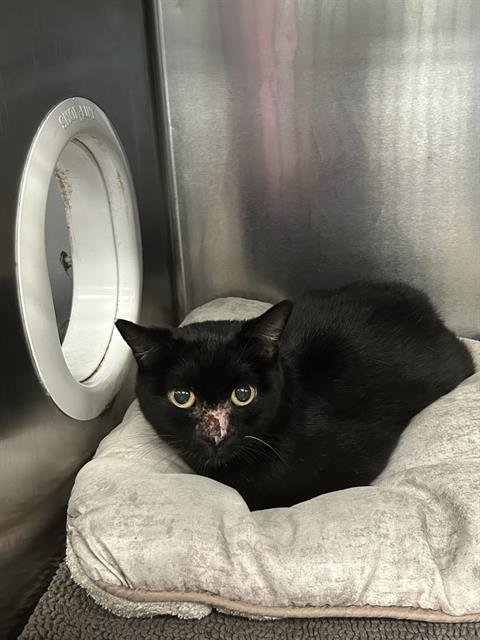 ONYA - Domestic Short Hair for adoption in Irving