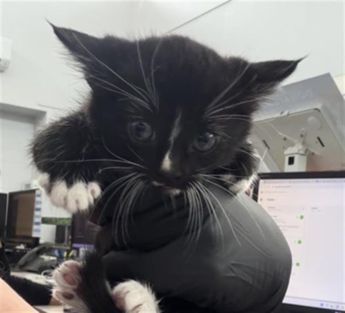 BURTON - Domestic Short Hair available for adoption