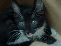 BELLATRIX - Photo 1