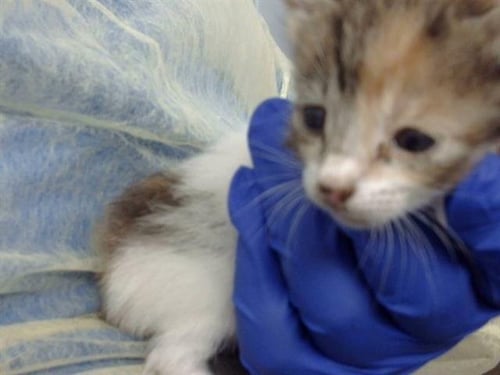 BREE - Domestic Medium Hair available for adoption