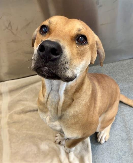 CLIFFORD Image