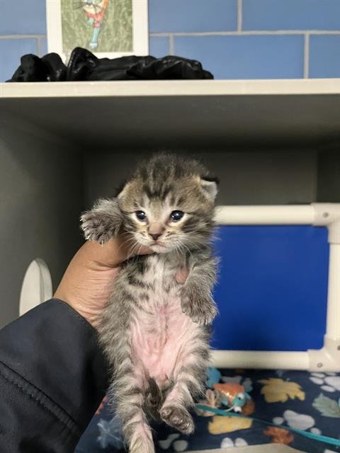 APPLE - Domestic Short Hair available for adoption