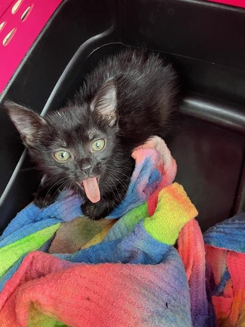 RAVEN - Domestic Medium Hair available for adoption