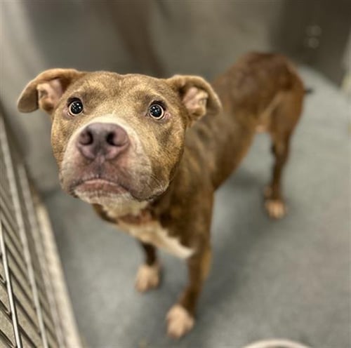 VALENTINO - Pit Bull Terrier available for adoption