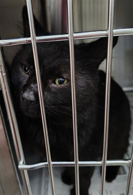 ROCCO - Domestic Long Hair available for adoption