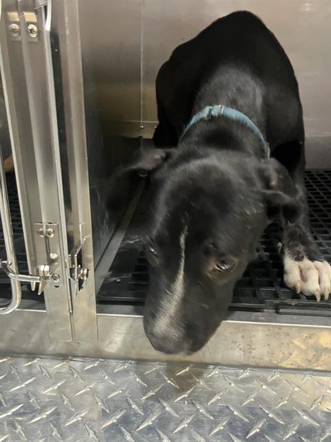 FIJI - Labrador Retriever available for adoption