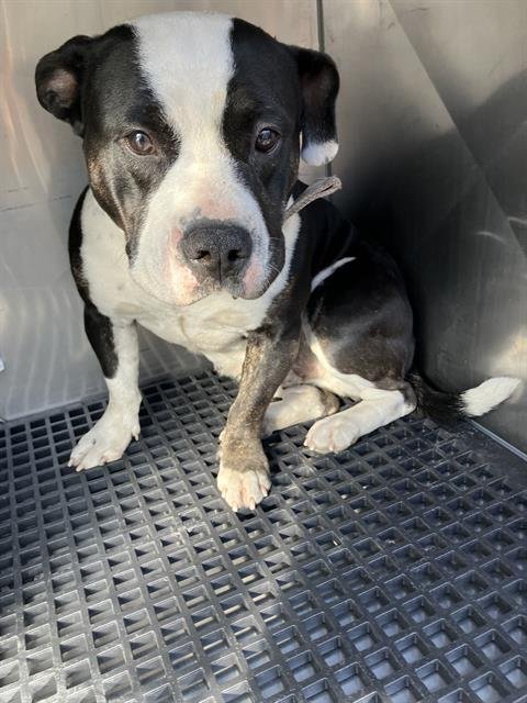 POPPY - Pit Bull Terrier available for adoption