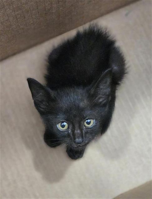 BATGIRL - Domestic Short Hair available for adoption