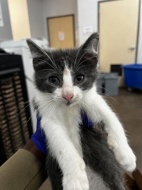 SCALLOP - Domestic Medium Hair available for adoption