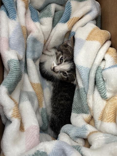 MAY - Domestic Short Hair available for adoption