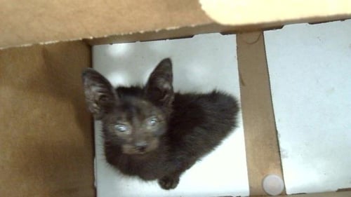 SONNY - Domestic Short Hair available for adoption