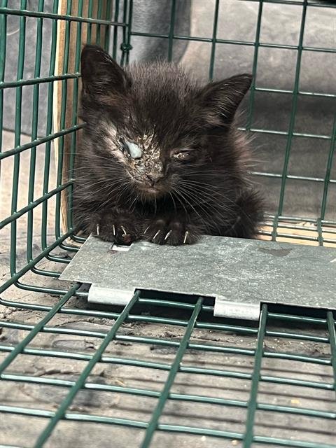 ELSTON - Domestic Short Hair available for adoption