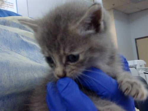 DAHLIA - Domestic Long Hair available for adoption