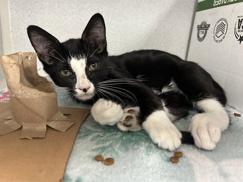 OCHOA - Domestic Short Hair available for adoption
