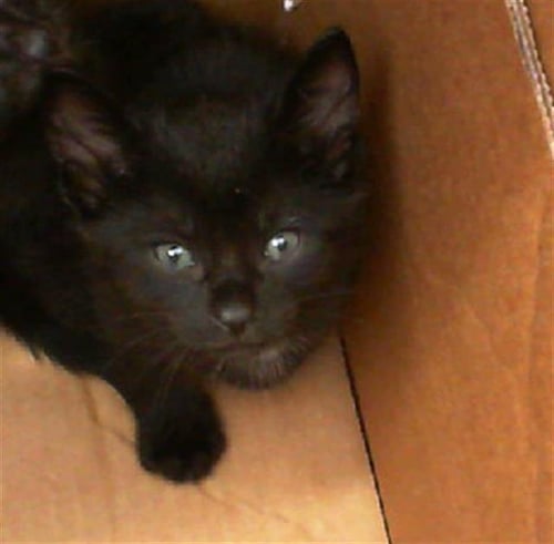 NINI - Domestic Short Hair available for adoption