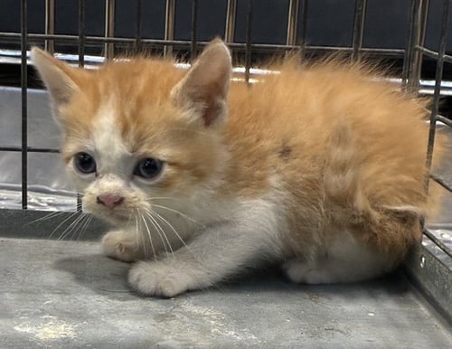 RYU - Domestic Short Hair available for adoption