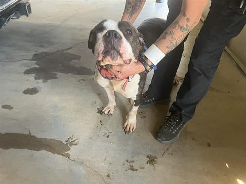 KASSANDRA - Pit Bull Terrier available for adoption