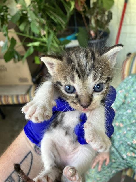 KITTEN 3