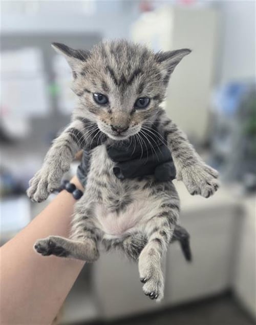 SHAY - Domestic Short Hair available for adoption