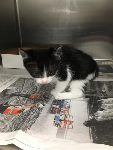 BREE - Domestic Short Hair available for adoption