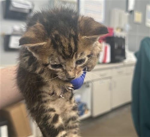 DALLAS - Domestic Short Hair available for adoption