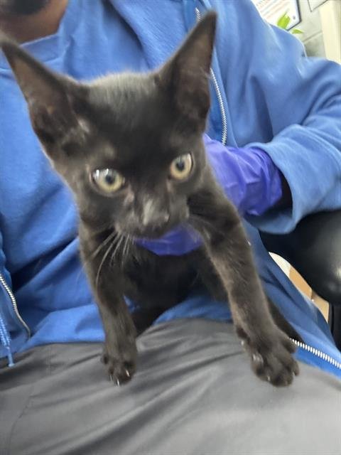 WILLOW - Domestic Short Hair available for adoption