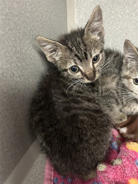 FIRE - Domestic Short Hair available for adoption