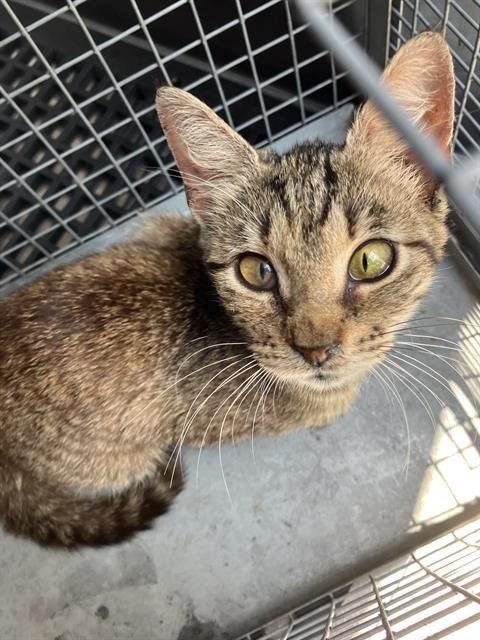 GEOGIA - Domestic Short Hair available for adoption