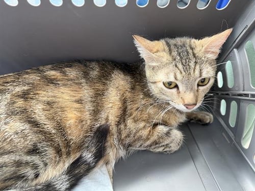 TIGRESS - Domestic Short Hair available for adoption