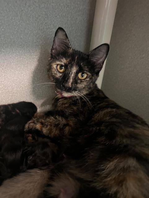 ARTEMIS - Domestic Short Hair available for adoption