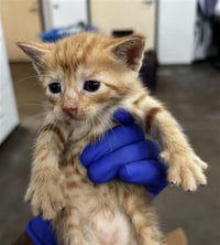 SIMBA - Photo 1