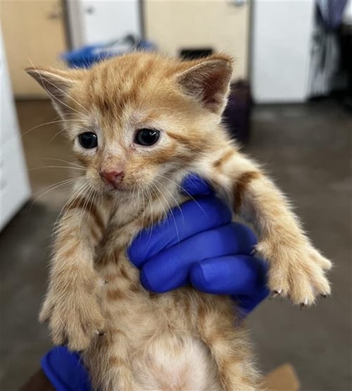 SIMBA - Domestic Medium Hair available for adoption