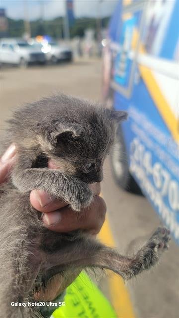 GREY - Domestic Short Hair available for adoption