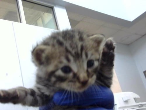 EGYPT - Domestic Medium Hair available for adoption