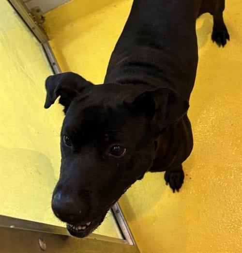 OREO - Labrador Retriever available for adoption