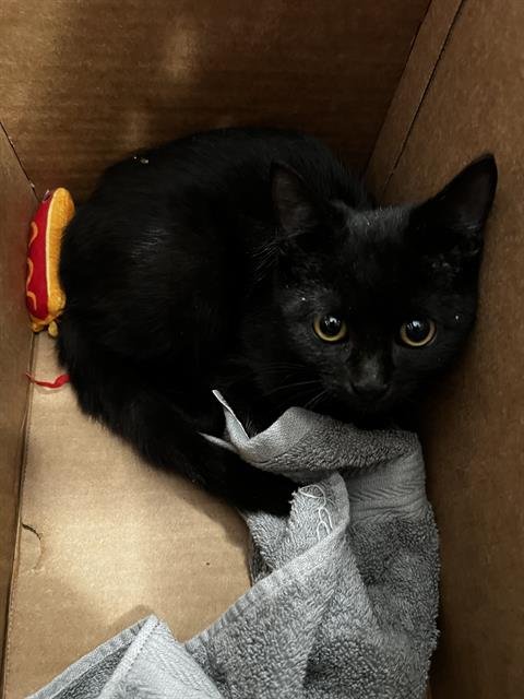 JUDA - Domestic Medium Hair available for adoption