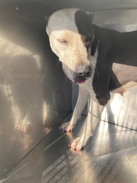 NAVY - Pit Bull Terrier available for adoption
