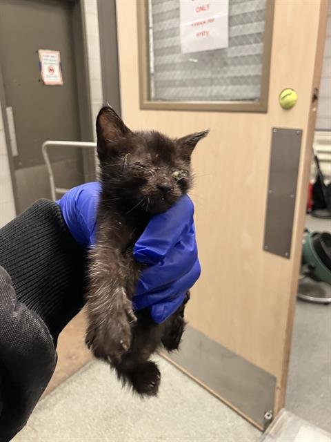 ISSABELLE - Domestic Short Hair available for adoption