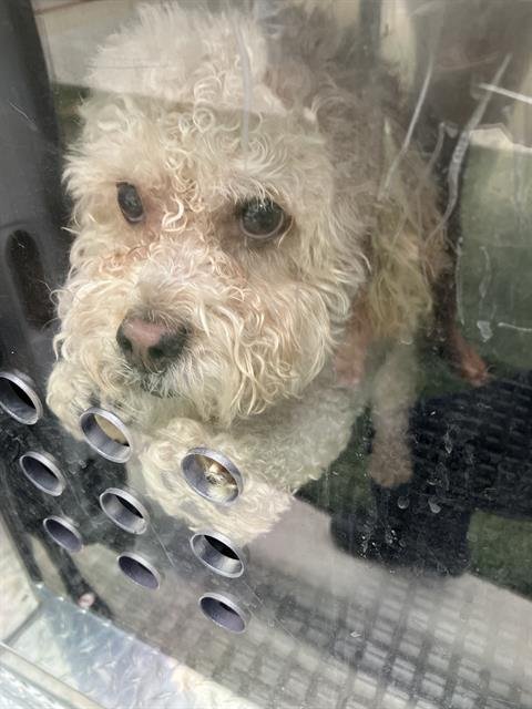 CALI - Poodle (Miniature) available for adoption
