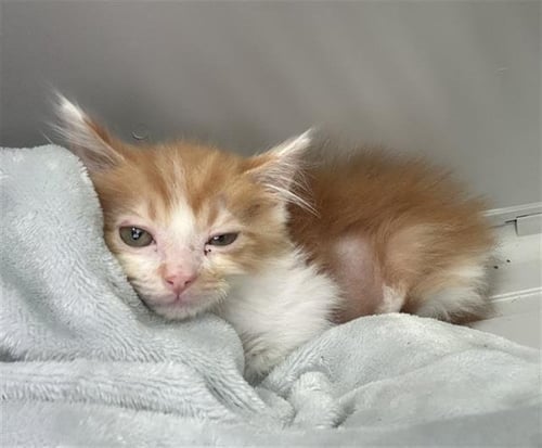 LOKKY - Domestic Short Hair available for adoption